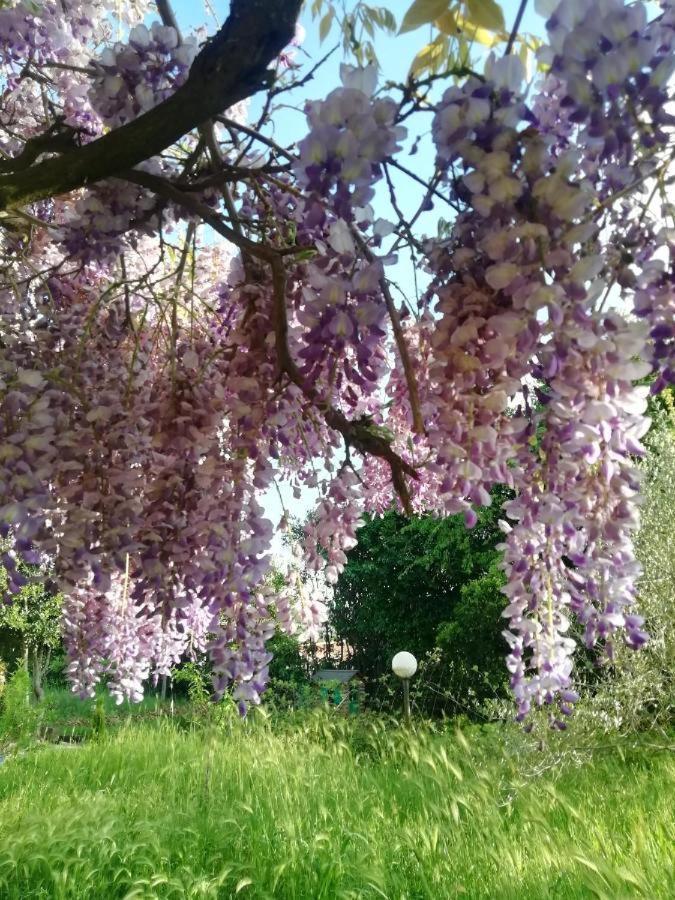 Apartmán La Campagna Di Rosy Genzano di Roma Exteriér fotografie