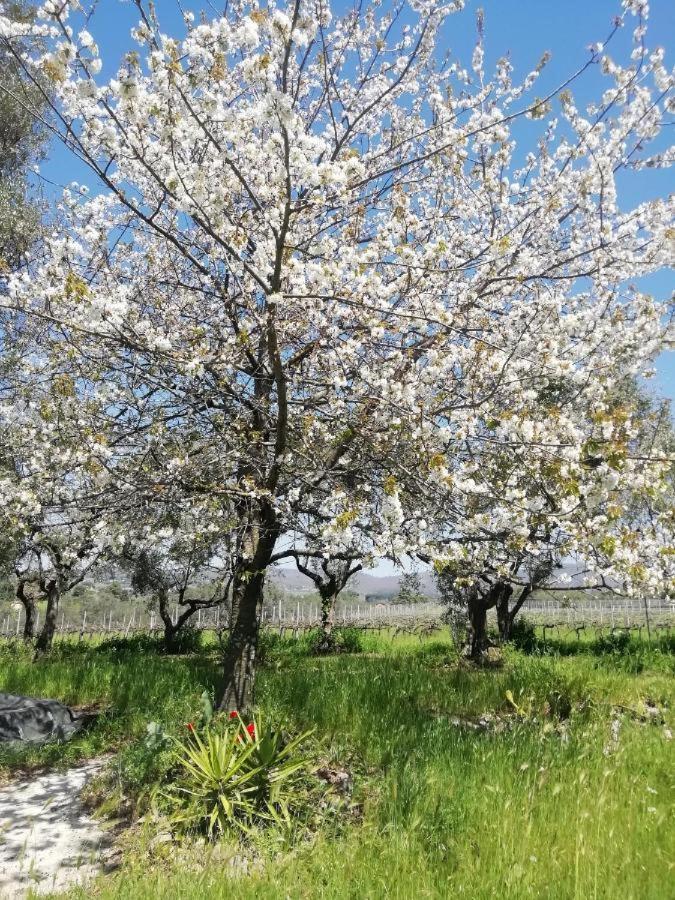Apartmán La Campagna Di Rosy Genzano di Roma Exteriér fotografie